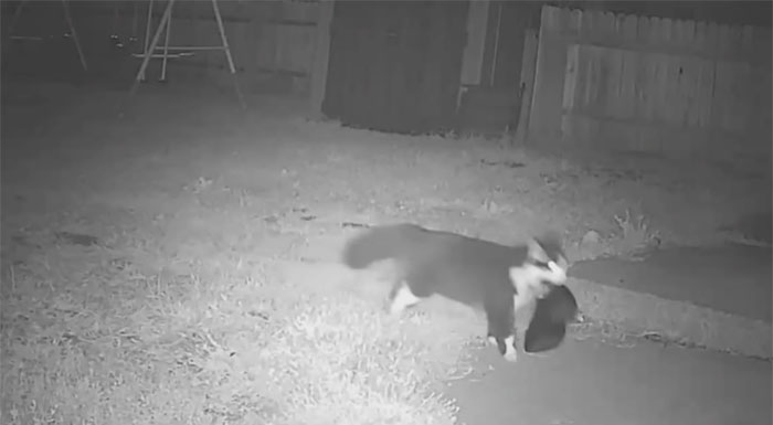 This Cat Loves Stealing His Neighbors' Shoes So Much, His Owner Even Created A Facebook Group To Return Them This Cat Loves Stealing His Neighbors' Shoes So Much, His Owner Even Created A Facebook Group To Return Them