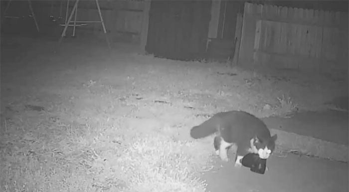 This Cat Loves Stealing His Neighbors' Shoes So Much, His Owner Even Created A Facebook Group To Return Them This Cat Loves Stealing His Neighbors' Shoes So Much, His Owner Even Created A Facebook Group To Return Them