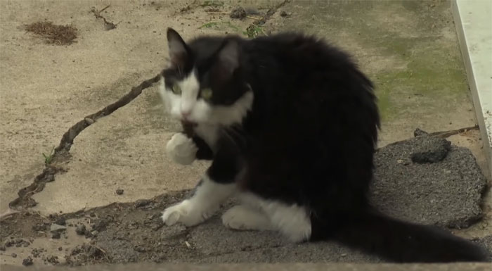 This Cat Loves Stealing His Neighbors' Shoes So Much, His Owner Even Created A Facebook Group To Return Them This Cat Loves Stealing His Neighbors' Shoes So Much, His Owner Even Created A Facebook Group To Return Them