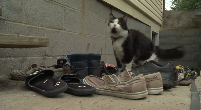 This Cat Loves Stealing His Neighbors' Shoes So Much, His Owner Even Created A Facebook Group To Return Them This Cat Loves Stealing His Neighbors' Shoes So Much, His Owner Even Created A Facebook Group To Return Them