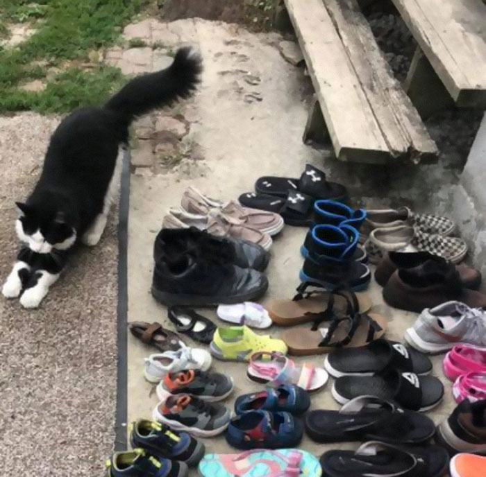 This Cat Loves Stealing His Neighbors' Shoes So Much, His Owner Even Created A Facebook Group To Return Them This Cat Loves Stealing His Neighbors' Shoes So Much, His Owner Even Created A Facebook Group To Return Them