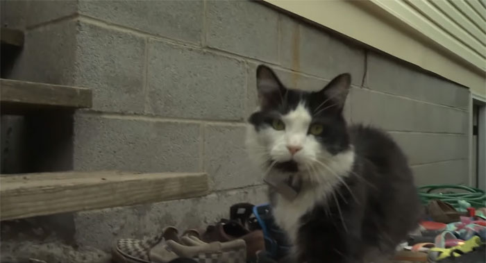 This Cat Loves Stealing His Neighbors' Shoes So Much, His Owner Even Created A Facebook Group To Return Them This Cat Loves Stealing His Neighbors' Shoes So Much, His Owner Even Created A Facebook Group To Return Them