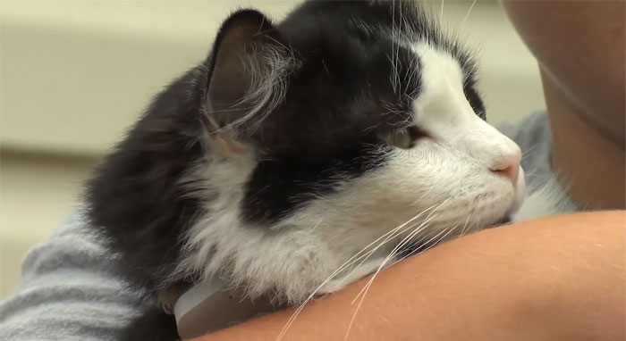 This Cat Loves Stealing His Neighbors' Shoes So Much, His Owner Even Created A Facebook Group To Return Them This Cat Loves Stealing His Neighbors' Shoes So Much, His Owner Even Created A Facebook Group To Return Them