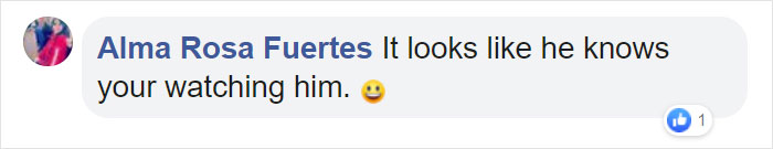 This Cat Loves Stealing His Neighbors' Shoes So Much, His Owner Even Created A Facebook Group To Return Them This Cat Loves Stealing His Neighbors' Shoes So Much, His Owner Even Created A Facebook Group To Return Them