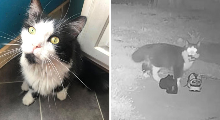 This Cat Loves Stealing His Neighbors' Shoes So Much, His Owner Even Created A Facebook Group To Return Them This Cat Loves Stealing His Neighbors' Shoes So Much, His Owner Even Created A Facebook Group To Return Them