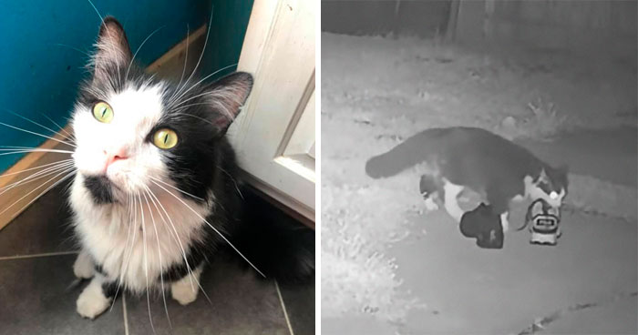 A este gato le gusta tanto robar los zapatos de los vecinos que su dueño ha creado un grupo de Facebook para devolverlos