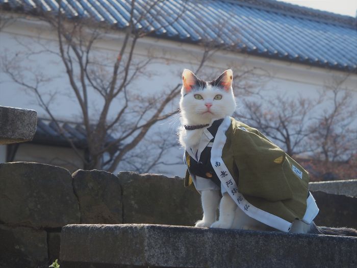 Cats-Anime-Costumes-Yagyouneko-Japan