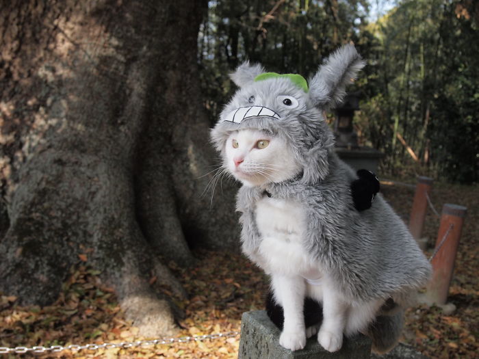 Cats-Anime-Costumes-Yagyouneko-Japan