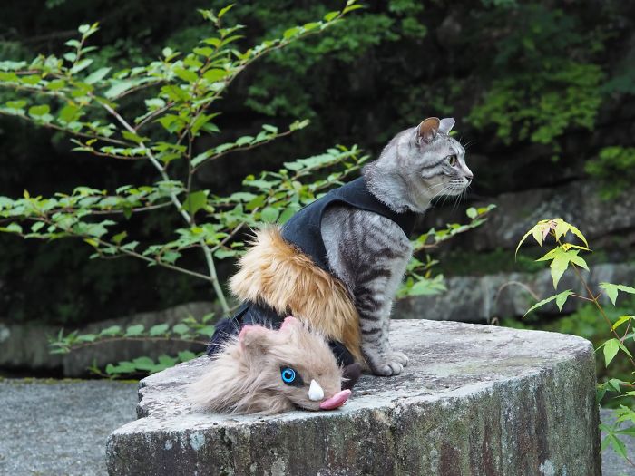Cats-Anime-Costumes-Yagyouneko-Japan