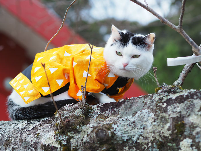 Cats-Anime-Costumes-Yagyouneko-Japan