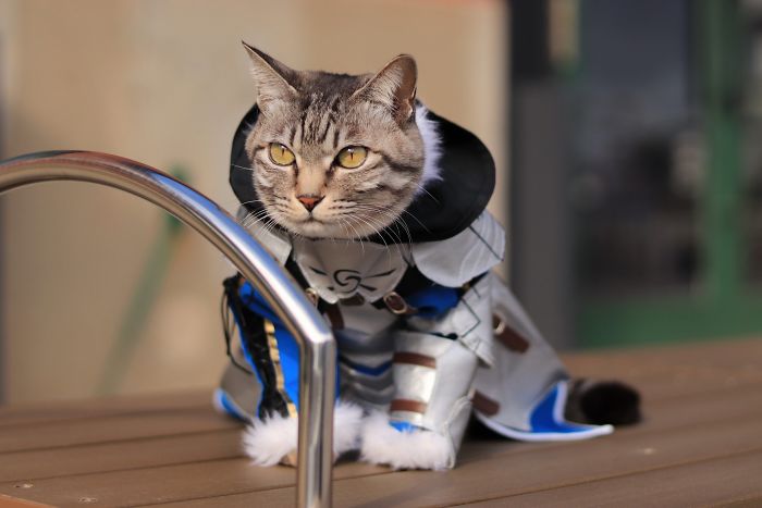 Cats-Anime-Costumes-Yagyouneko-Japan