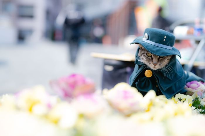 Cats-Anime-Costumes-Yagyouneko-Japan