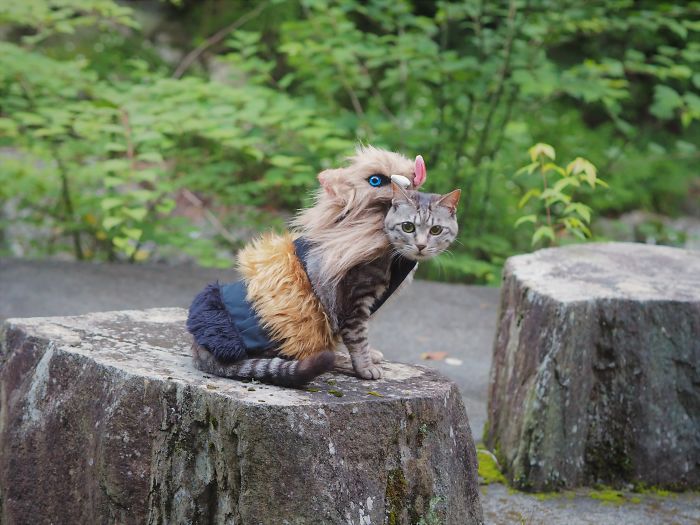 Cats-Anime-Costumes-Yagyouneko-Japan
