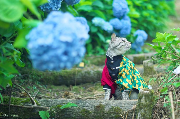 Cats-Anime-Costumes-Yagyouneko-Japan