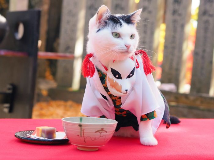 Cats-Anime-Costumes-Yagyouneko-Japan