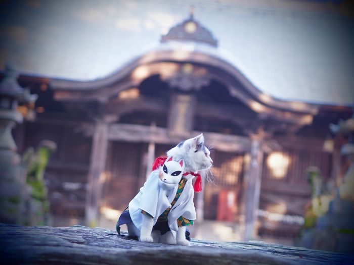 Cats-Anime-Costumes-Yagyouneko-Japan