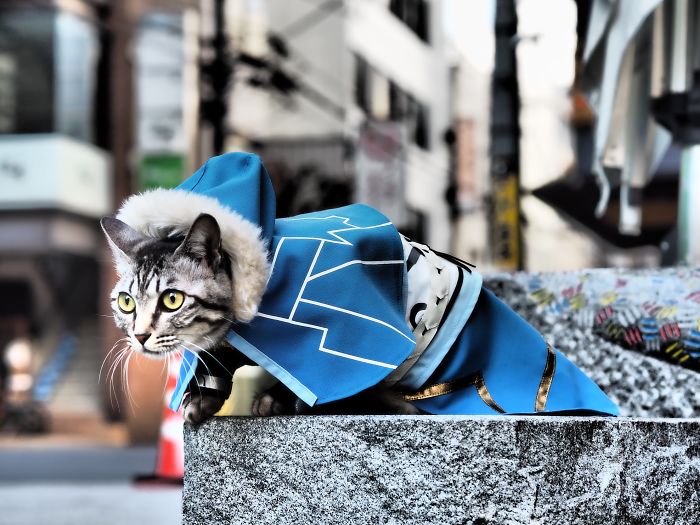 Cats-Anime-Costumes-Yagyouneko-Japan