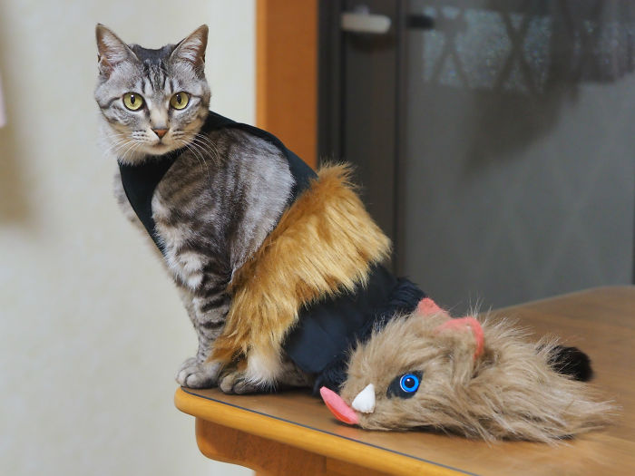 Cats-Anime-Costumes-Yagyouneko-Japan