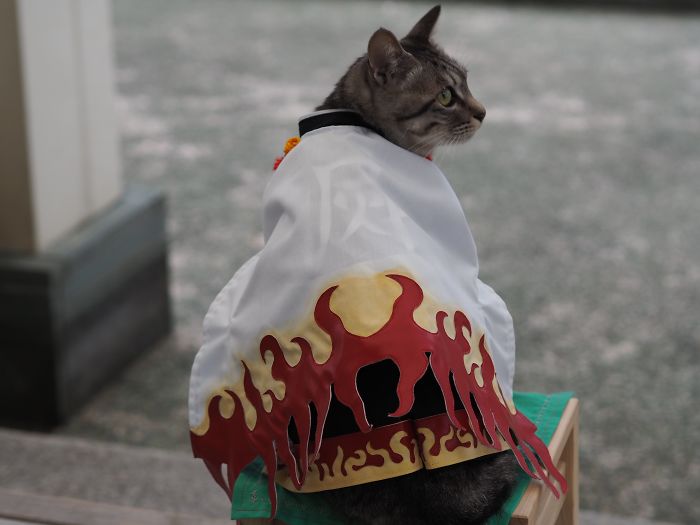 Cats-Anime-Costumes-Yagyouneko-Japan