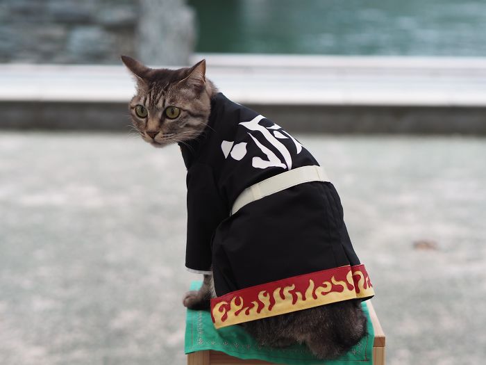 Cats-Anime-Costumes-Yagyouneko-Japan