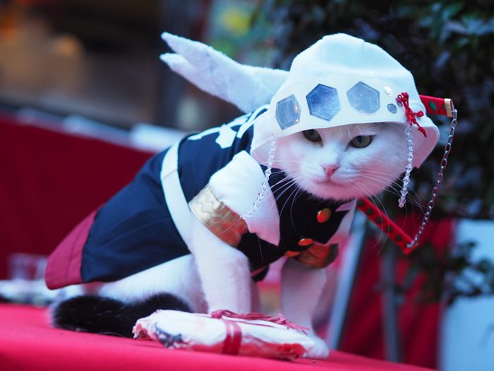 Cats-Anime-Costumes-Yagyouneko-Japan