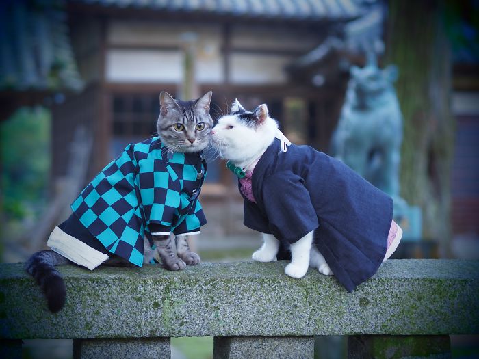 Cats-Anime-Costumes-Yagyouneko-Japan