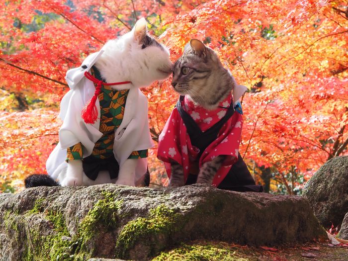 Cats-Anime-Costumes-Yagyouneko-Japan