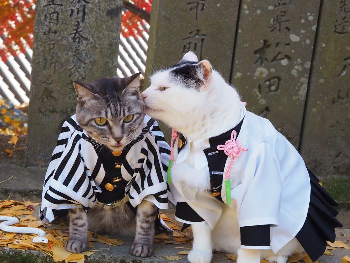 Cats-Anime-Costumes-Yagyouneko-Japan