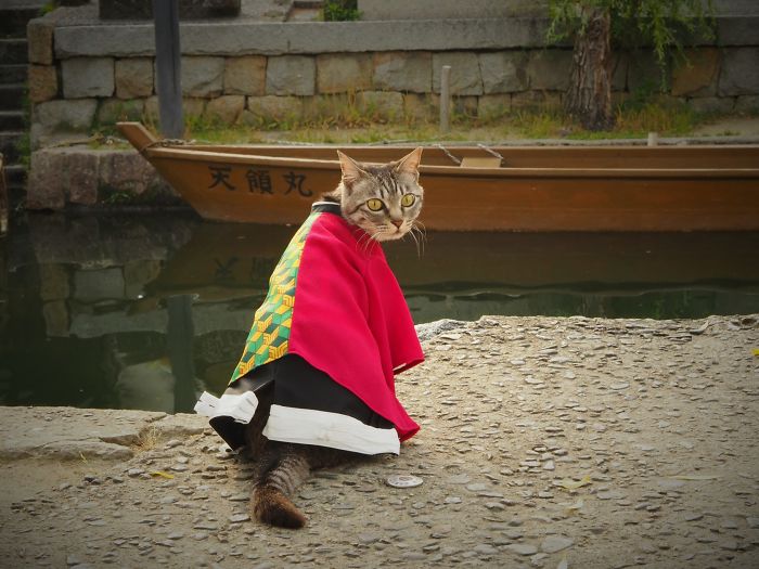 Cats-Anime-Costumes-Yagyouneko-Japan
