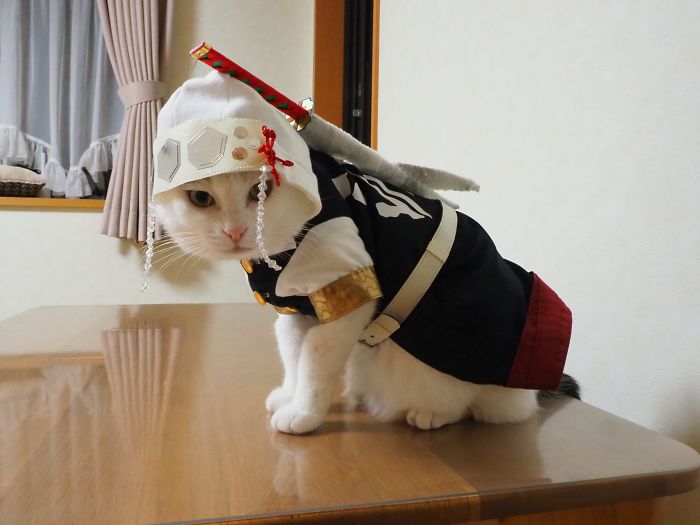 Cats-Anime-Costumes-Yagyouneko-Japan