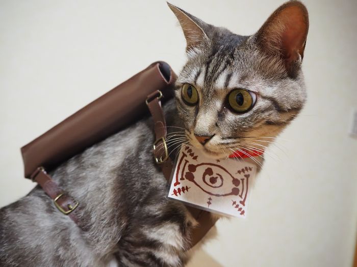 Cats-Anime-Costumes-Yagyouneko-Japan