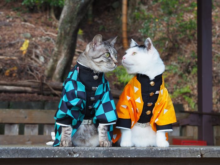 Cats-Anime-Costumes-Yagyouneko-Japan
