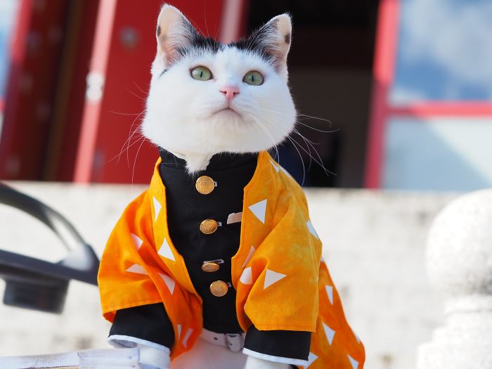Cats-Anime-Costumes-Yagyouneko-Japan