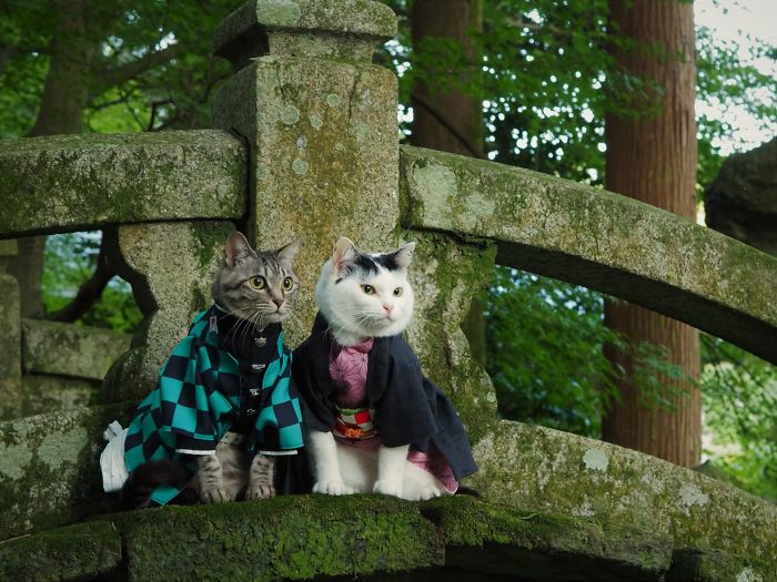 Cats-Anime-Costumes-Yagyouneko-Japan