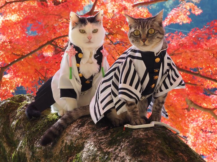 Cats-Anime-Costumes-Yagyouneko-Japan