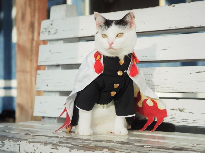 Cats-Anime-Costumes-Yagyouneko-Japan