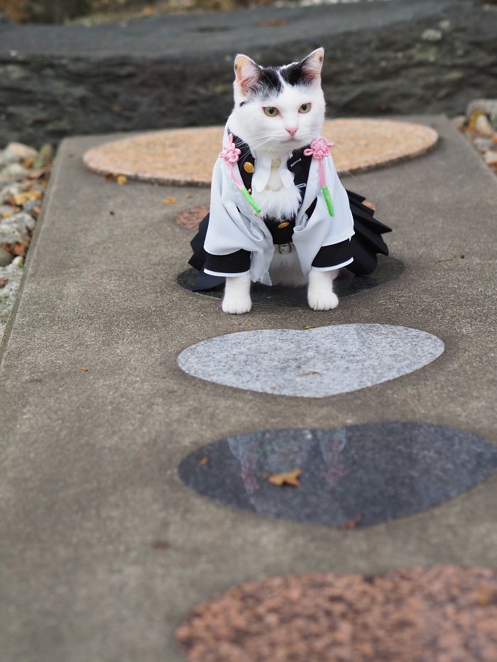 Cats-Anime-Costumes-Yagyouneko-Japan