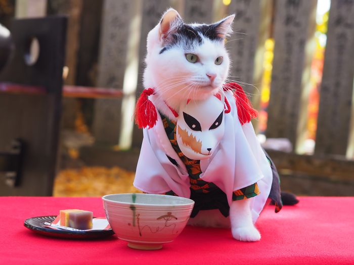 Cats-Anime-Costumes-Yagyouneko-Japan