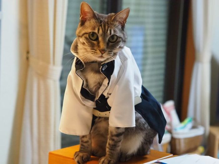 Cats-Anime-Costumes-Yagyouneko-Japan