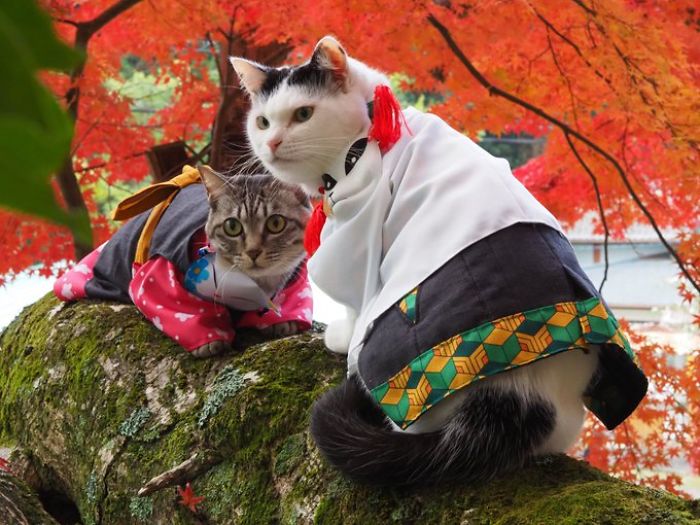 Cats-Anime-Costumes-Yagyouneko-Japan