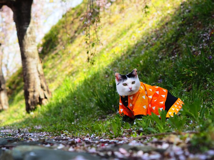 Cats-Anime-Costumes-Yagyouneko-Japan