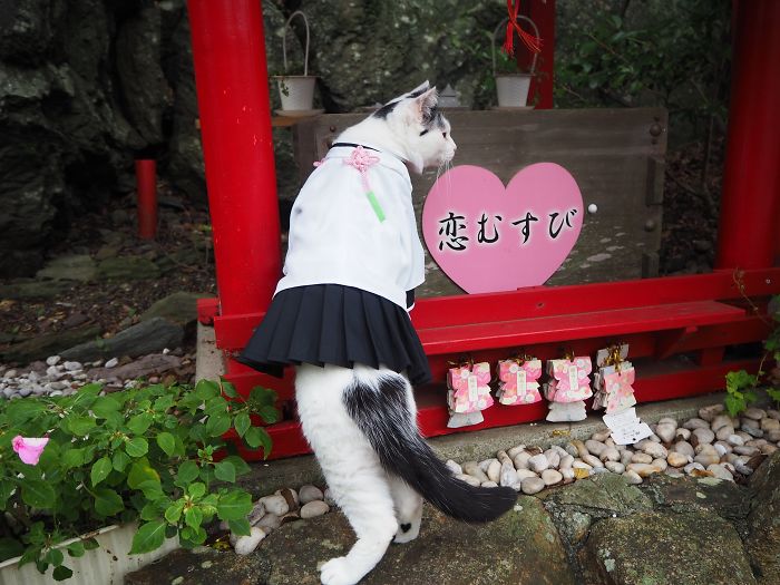 Cats-Anime-Costumes-Yagyouneko-Japan