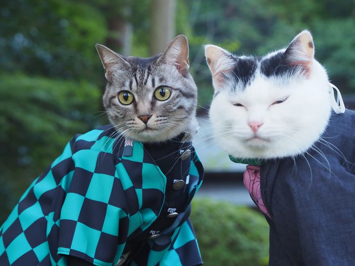 Cats-Anime-Costumes-Yagyouneko-Japan