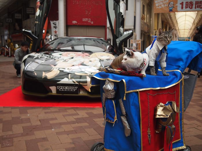 Cats-Anime-Costumes-Yagyouneko-Japan