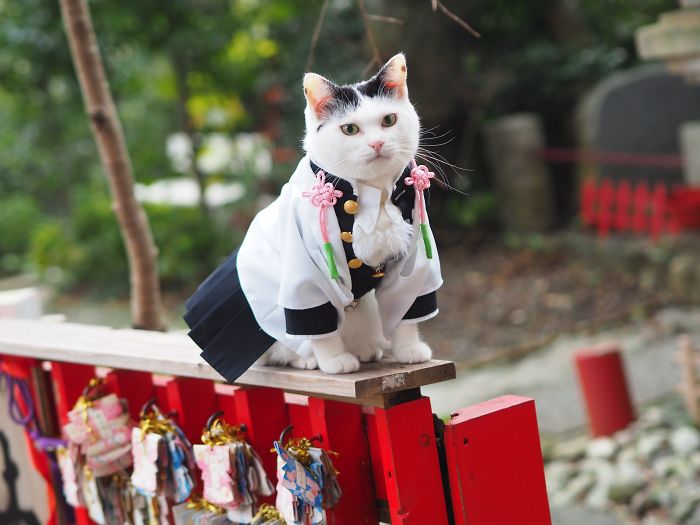 Cats-Anime-Costumes-Yagyouneko-Japan