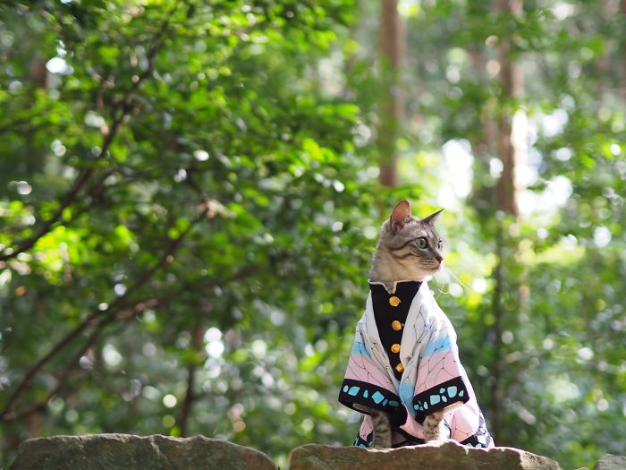 Cats-Anime-Costumes-Yagyouneko-Japan