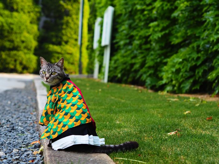 Cats-Anime-Costumes-Yagyouneko-Japan