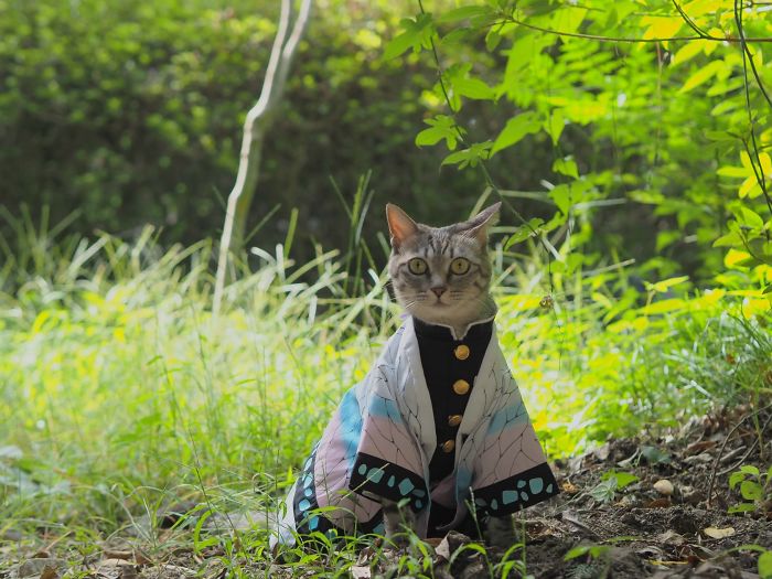 Cats-Anime-Costumes-Yagyouneko-Japan