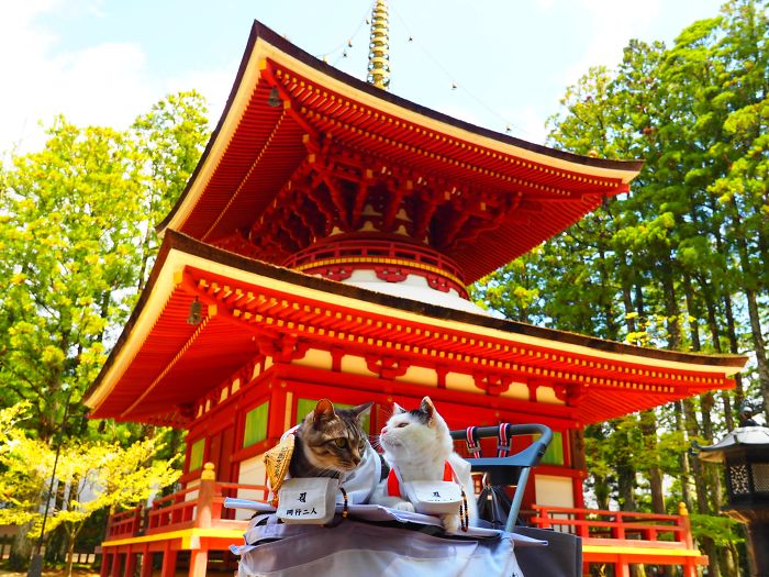 Cats-Anime-Costumes-Yagyouneko-Japan