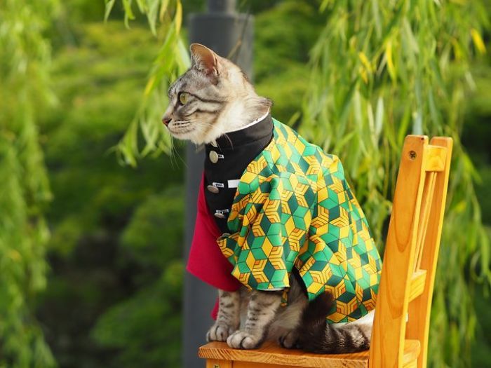 Cats-Anime-Costumes-Yagyouneko-Japan